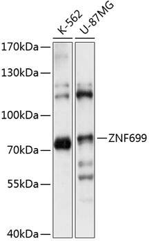 ZNF699 Antibody