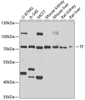 TF Antibody