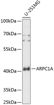 ARPC1A Antibody