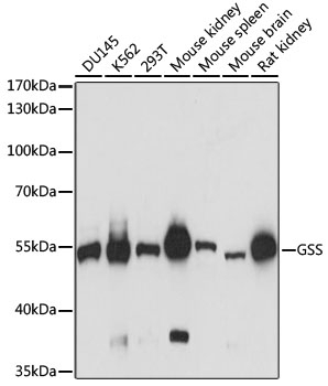 GSS Antibody, KO Validated