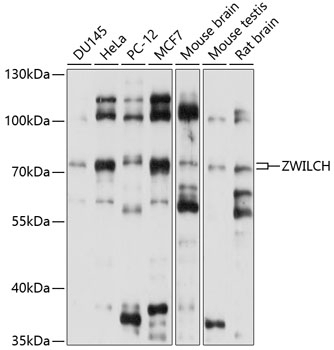 ZWILCH Antibody