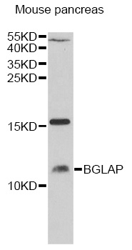 BGLAP Antibody