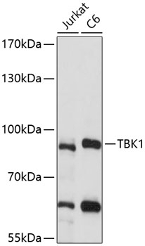 TBK1 Antibody