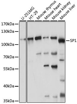 SP1 Antibody