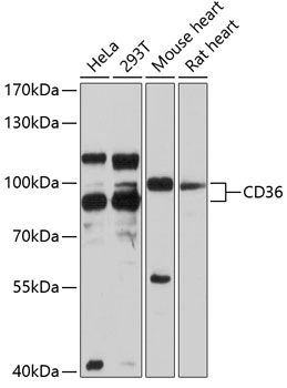 CD36 Antibody