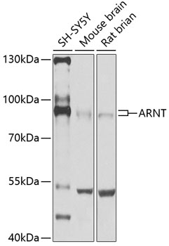 ARNT Antibody