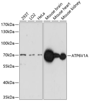 ATP6V1A Antibody