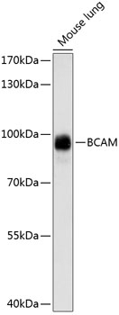 BCAM Antibody