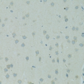 SMAD6 Antibody
