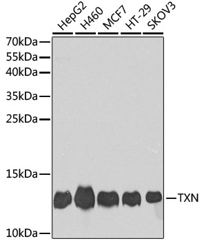 TXN Antibody