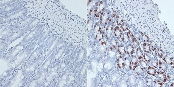 BrdU Antibody [B8B0]