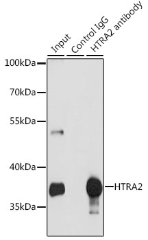 HTRA2 Antibody