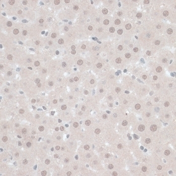 ZNF446 Antibody
