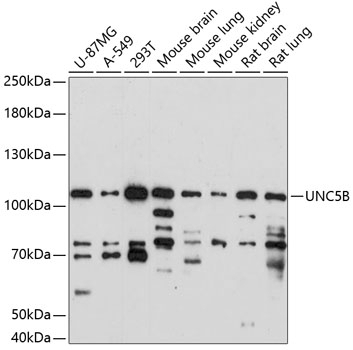 UNC5B Antibody