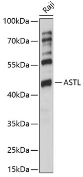 ASTL Antibody