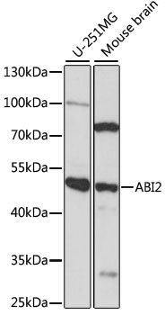 ABI2 Antibody