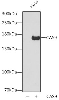 CAS9 Antibody