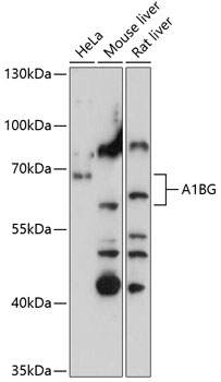 A1BG Antibody
