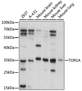 TOR1A Antibody