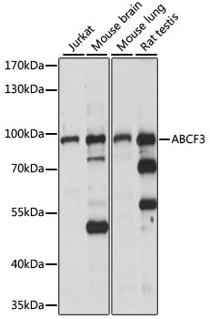 ABCF3 Antibody