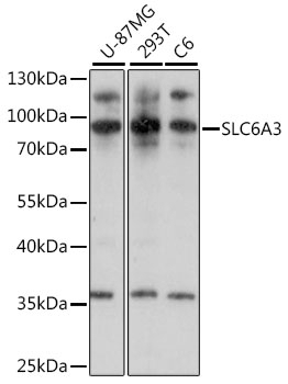 SLC6A3 Antibody