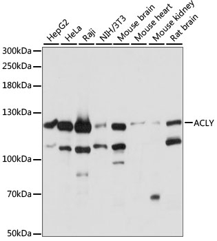 ACLY Antibody