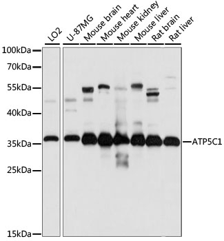 ATP5C1 Antibody