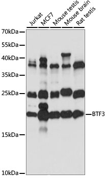 BTF3 Antibody
