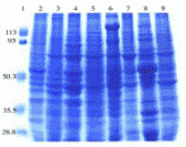 Mouse Normal Tissue Blot I