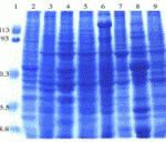 Coomassie blue staining of mouse tissue lysates in 10% SDS-PAGE. Lanes: 1, protein markers; 2, adrenal; 3, cerebellum; 4, cerebrum; 5, small intestine; 6, skeletal muscle; 7, stomach; 8, testis; and 9, thymus.