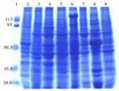 Mouse Normal Tissue Blot II