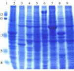 Coomassie blue staining of rat tissue lysates in 10% SDS-PAGE. Lanes; 1, protein markers; 2, brain; 3, colon; 4, heart; 5, kidney; 6, liver; 7, lung; 8, pancreas; and 9, spleen.
