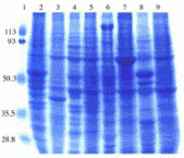 Rat Normal Tissue Blot I