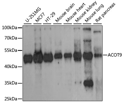 ACOT9 Antibody