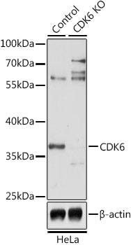 CDK6 Antibody, KO Validated