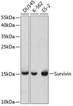Survivin Antibody