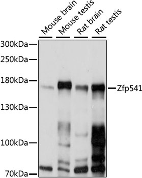 Zfp541 Antibody
