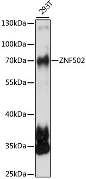 ZNF502 Antibody