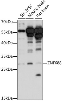 ZNF688 Antibody