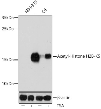 Acetyl-Histone H2B-K5 pAb