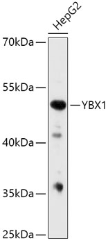 YBX1 Antibody