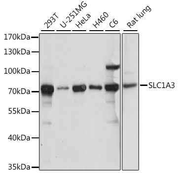 SLC1A3 Antibody