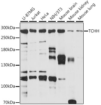 TCHH Antibody