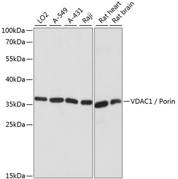 VDAC1 / Porin Antibody