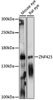 ZNF423 Antibody