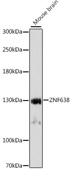 ZNF638 Antibody