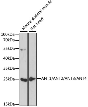 ANT1/ANT2/ANT3/ANT4 Antibody