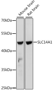 SLC14A1 Antibody