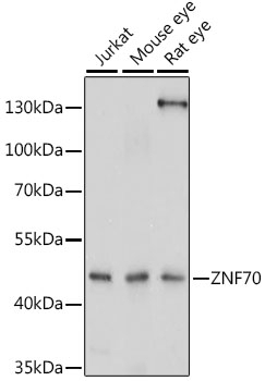 ZNF70 Antibody
