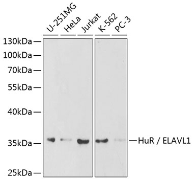 HuR / ELAVL1 Antibody, KO Validated